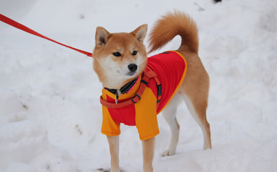 巨星闪耀与团队凯歌,当内马尔的个人英雄主义遇见瑞士的精密机器