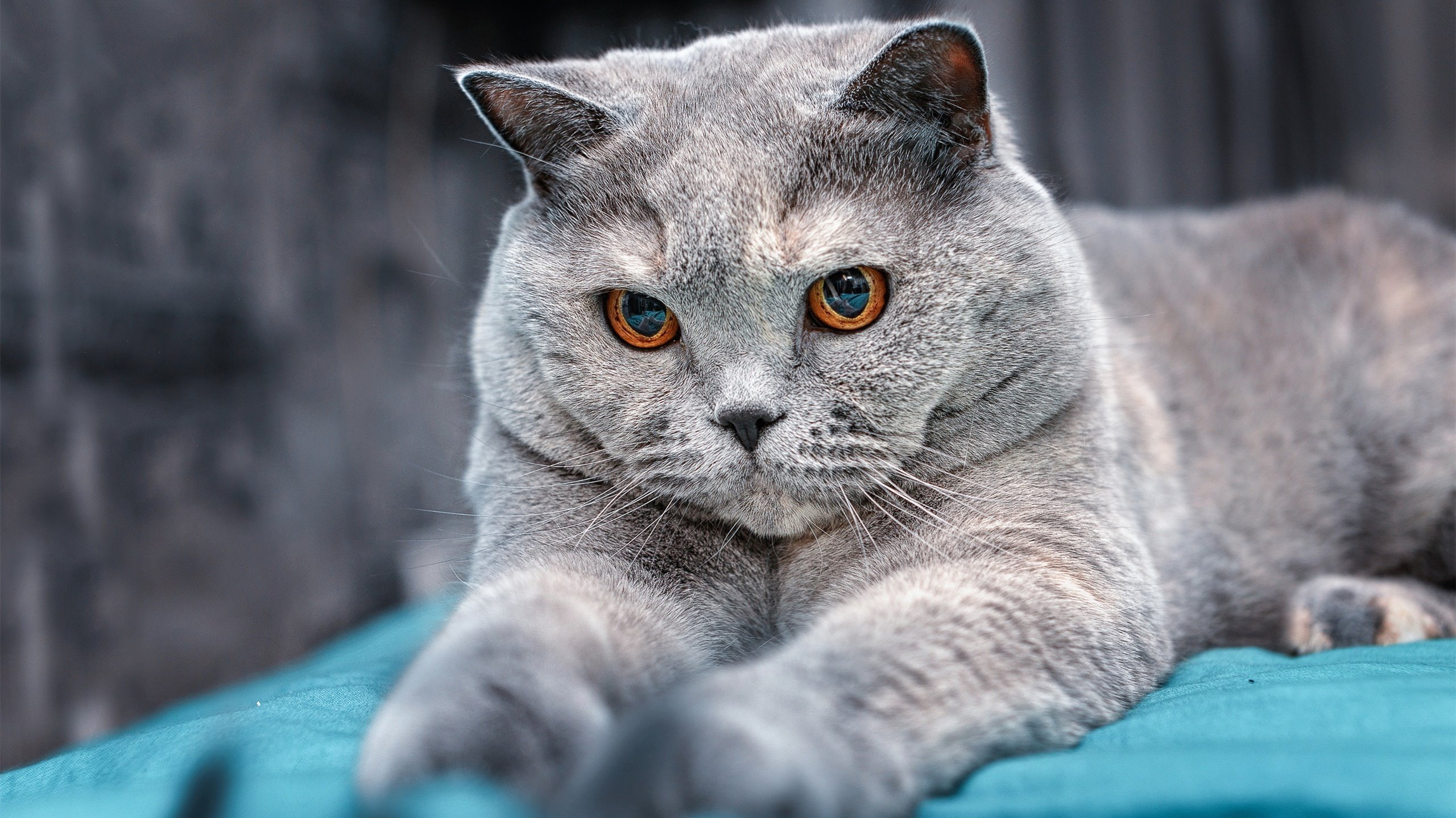 金球锋芒与魔笛斗魂,两代王者的战术棋局