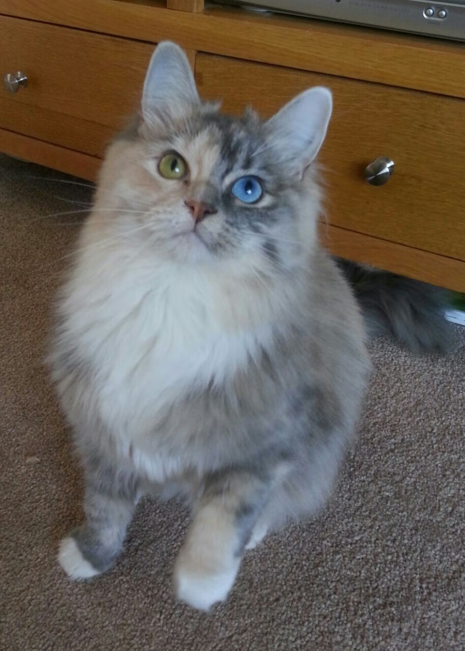 冰火奏鸣曲,哈弗茨关键战接管比赛,加纳击败哥斯达黎加燃起奥运希望