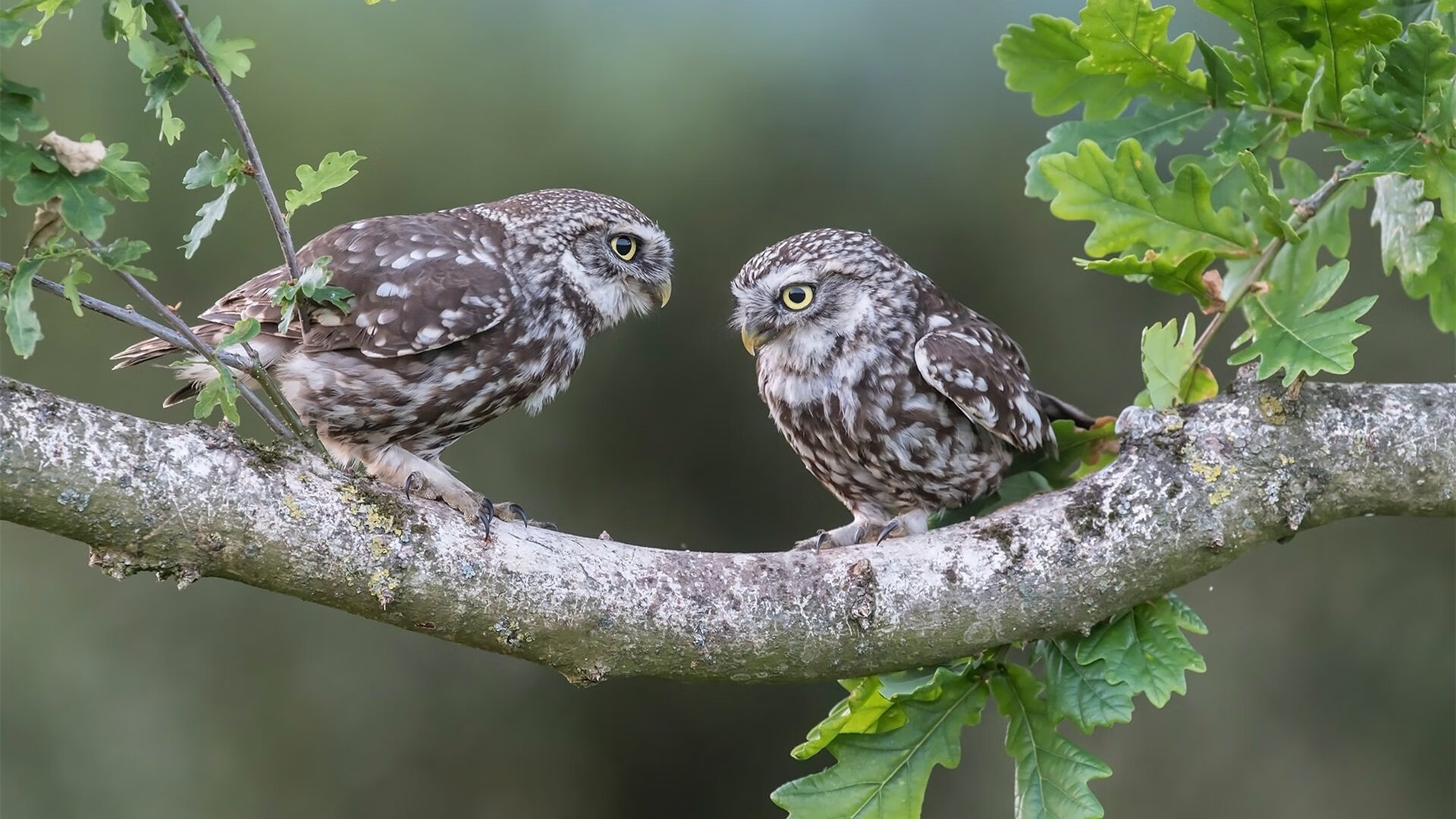 唯我独尊与百炼成钢,现代篮球的胜负辩证法