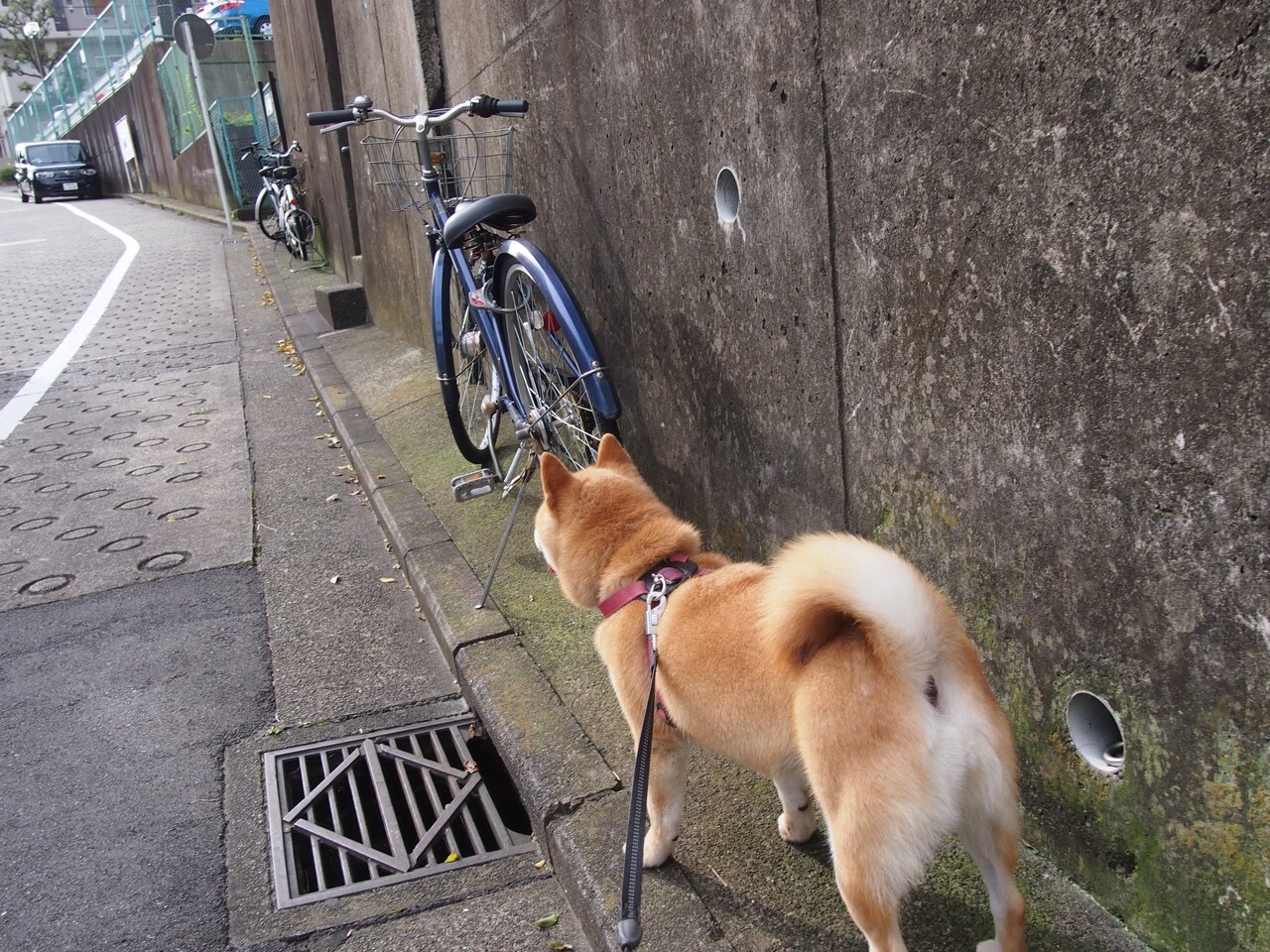 读秒绝杀!奥斯梅恩头槌定乾坤,里昂上演欧冠不朽逆转