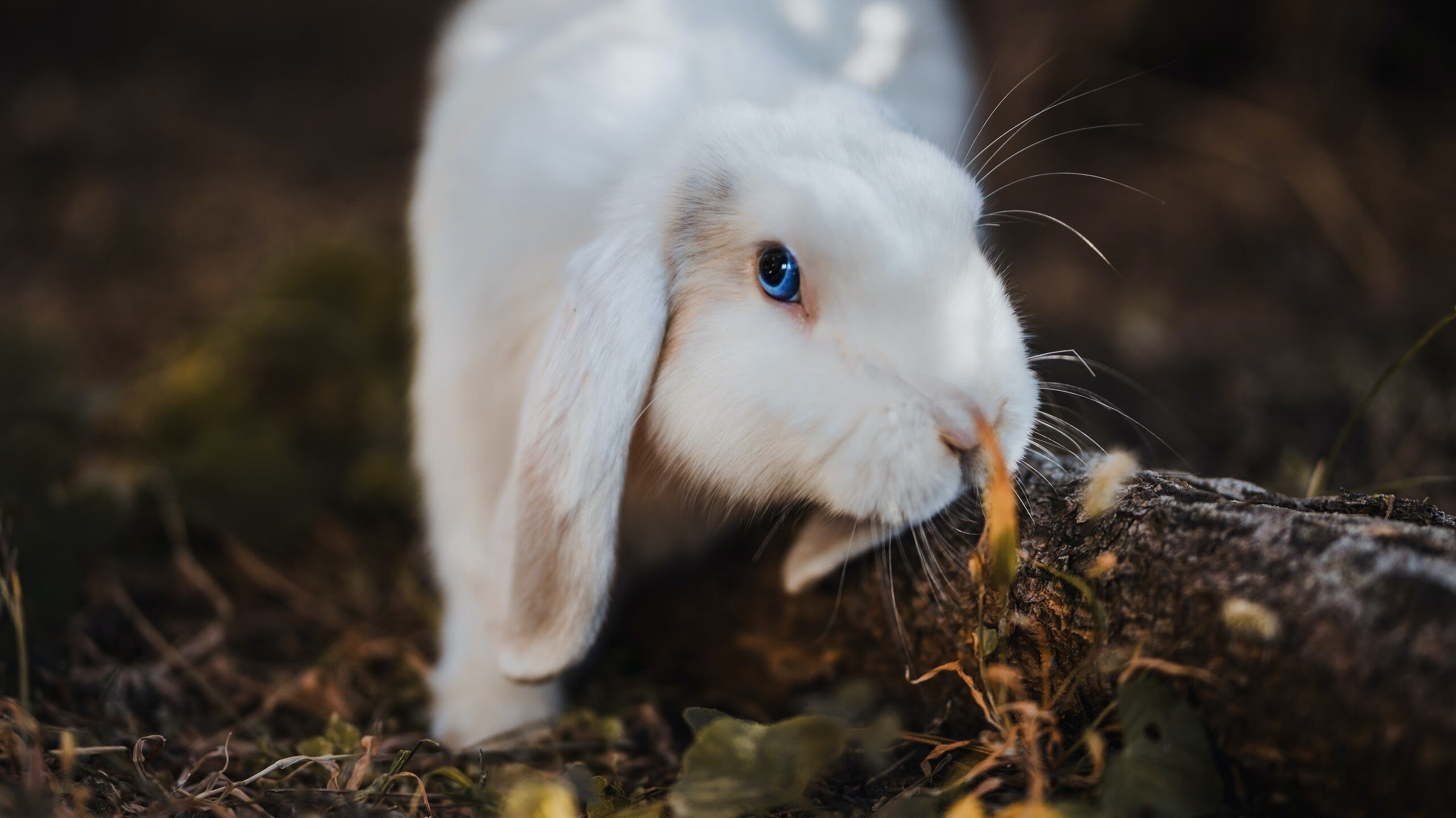 伦纳德封神夜,沉默杀手指尖定乾坤,老鹰展翅掠走公牛