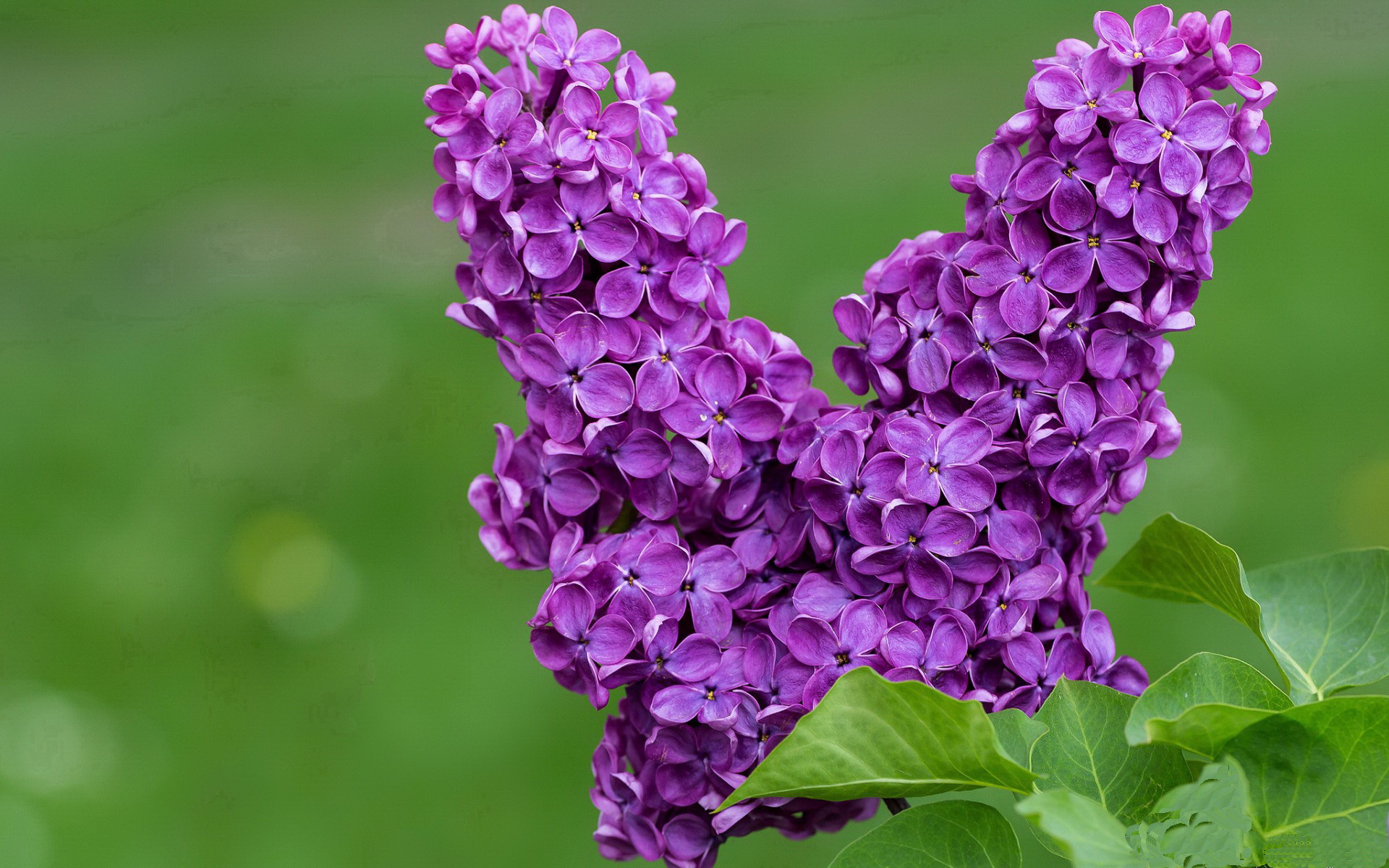 厄德高爆发引领法国队连续得分狂潮,全面压制哥斯达黎加