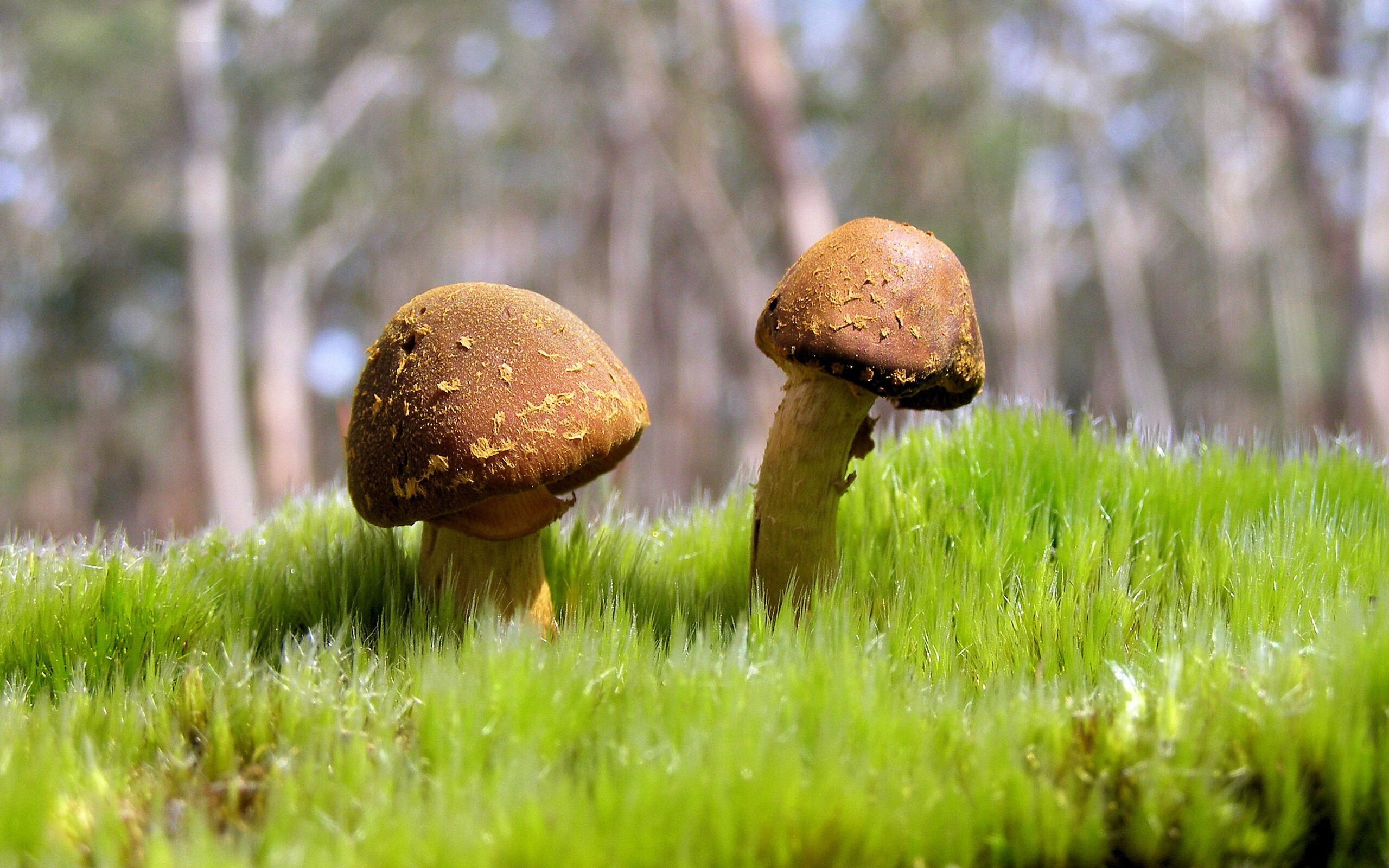 托尼一锤定音,伊拉克争冠战历史性击败乌拉圭,关键先生铸就亚洲荣耀