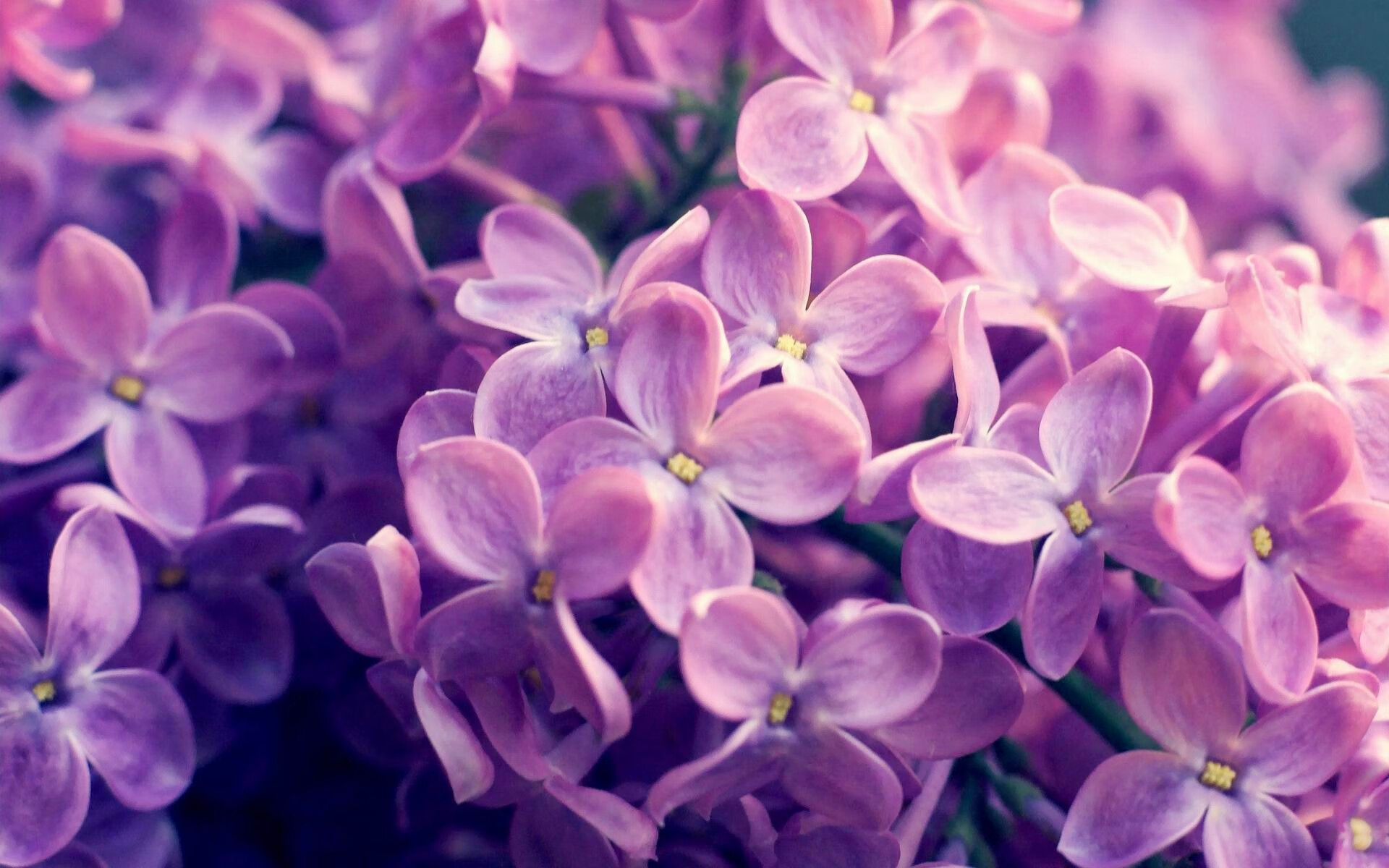 战术体系碾压与巨星时刻闪耀,东契奇如何用智慧与天赋诠释现代篮球真谛