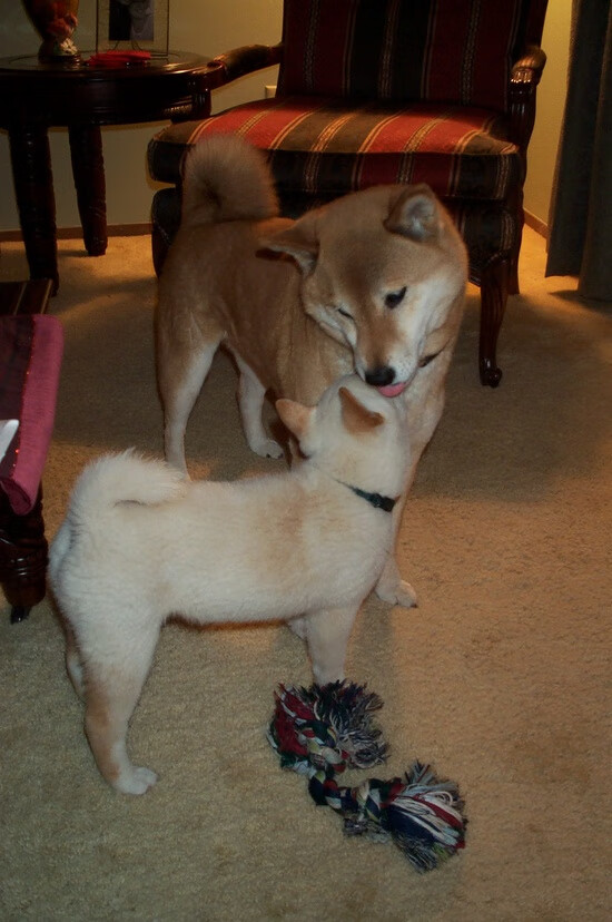 罗德里英雄时刻!委内瑞拉生死战爆发,力克阿尔及利亚续写希望