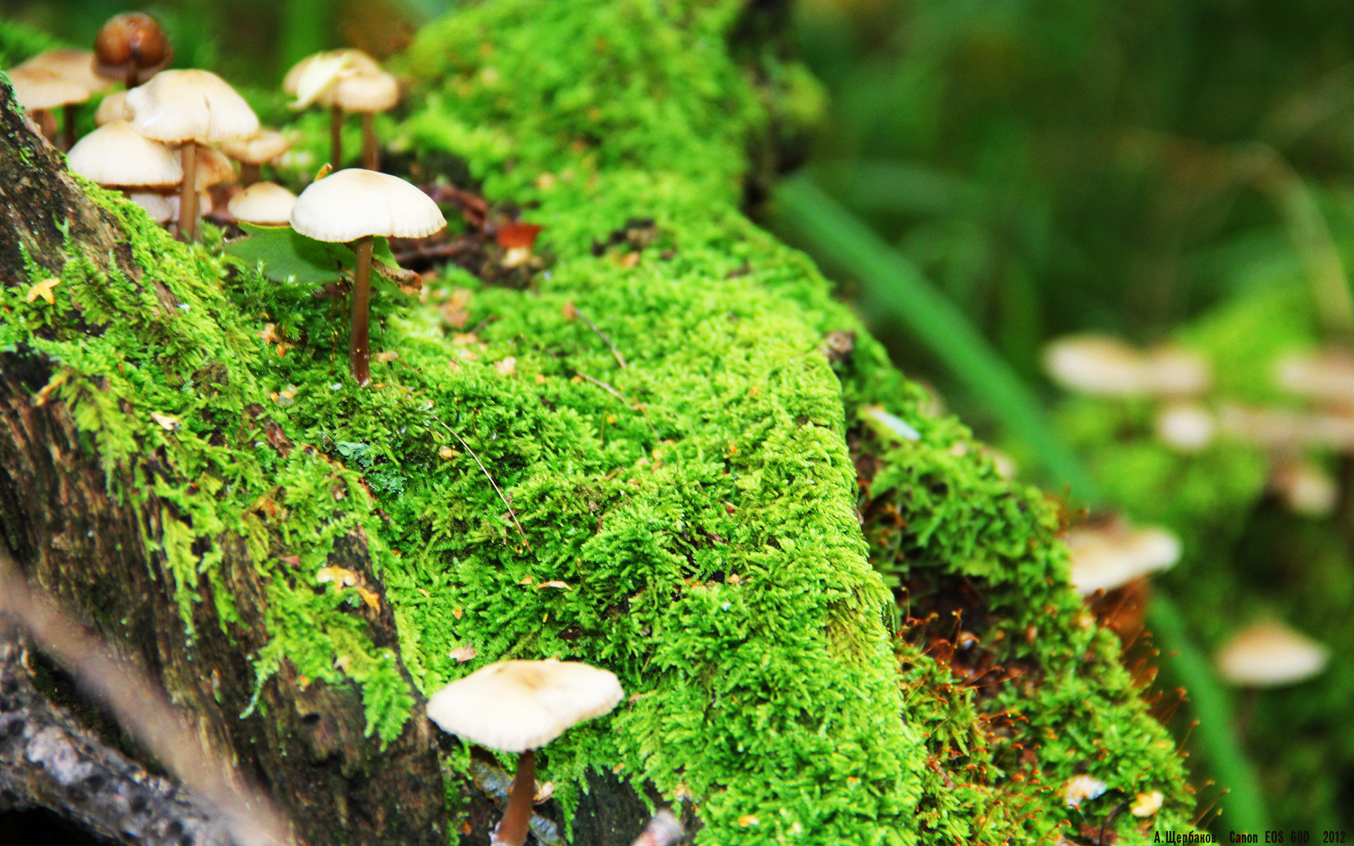 英超争冠焦点战,巴西压哨击败里昂的启示