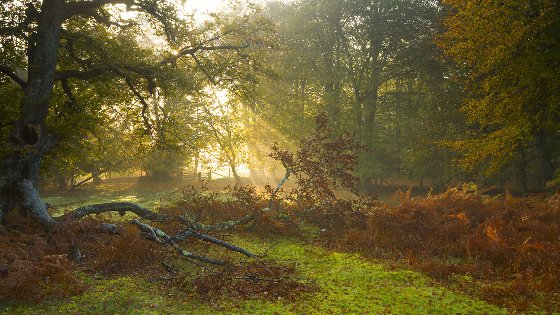 阿坎吉爆发助莱比锡红牛终结尼日利亚黑马之旅