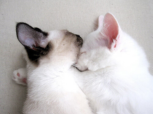 上海队封锁魔术,利拉德在2026世界杯接管比赛,篮球世界的双重宇宙