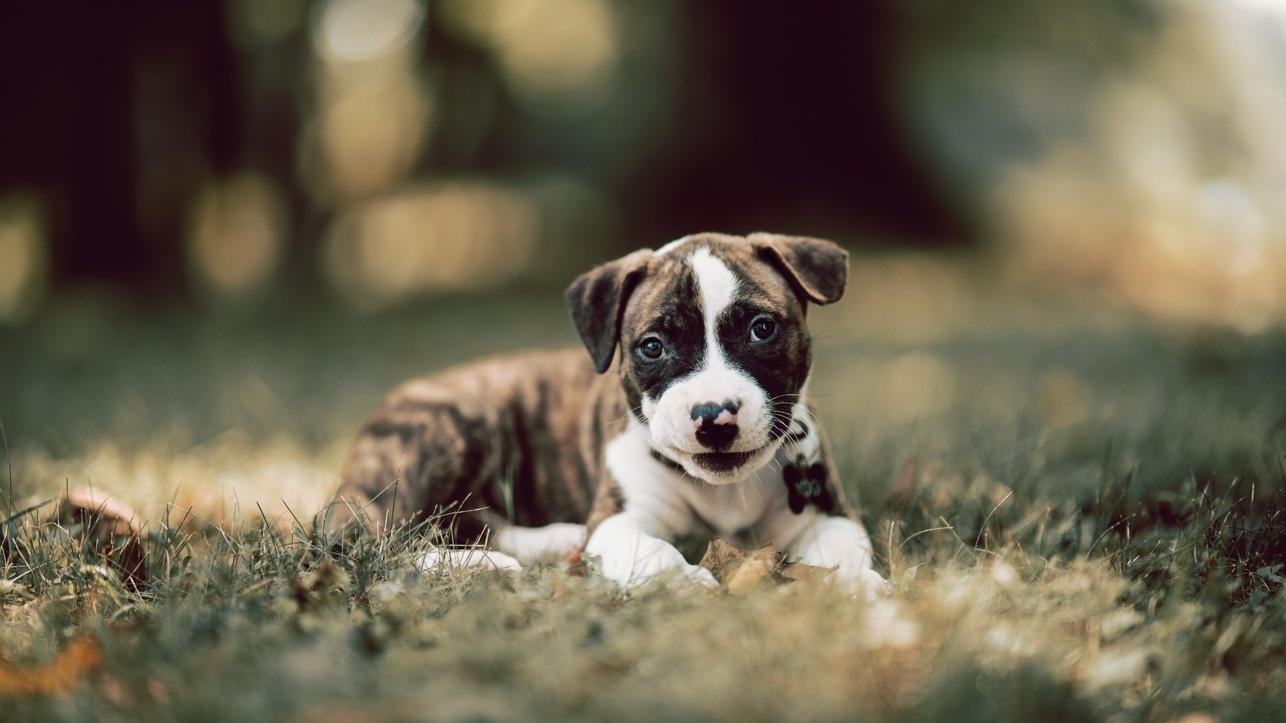 铁幕与烈焰,F1芬兰防线如何锁死塞维利亚式进攻