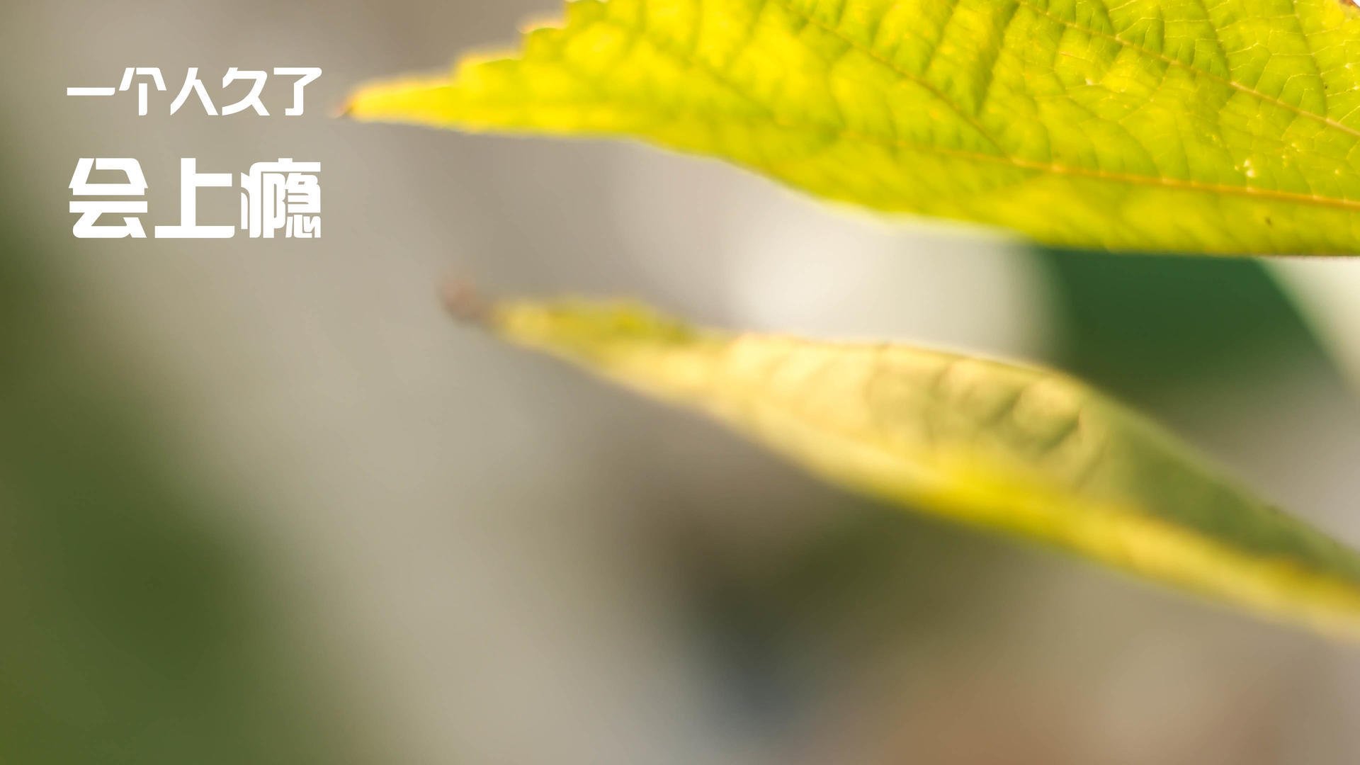 挪威魔笛的埃及试炼,厄德高在开罗火焰中谱写正名乐章