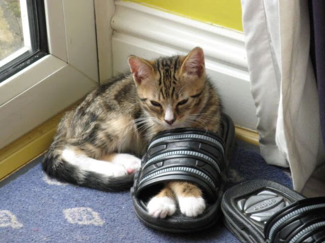 奥运前哨战,爵士拨开快船的战术棋局