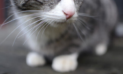 当戈贝尔筑起叹息之墙,费城全军何以只换18次罚球?解密无解防守下的窒息型胜利